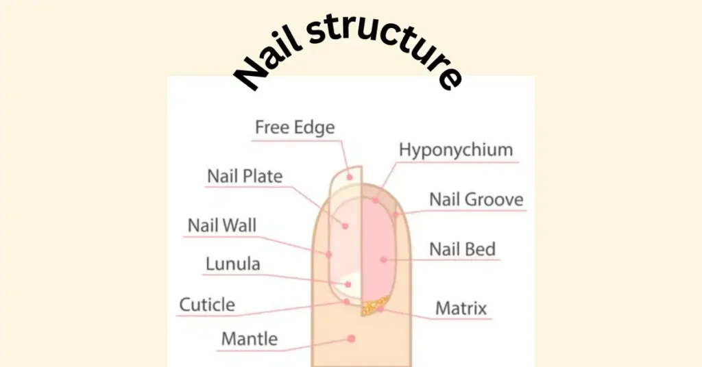 Nail structure and function